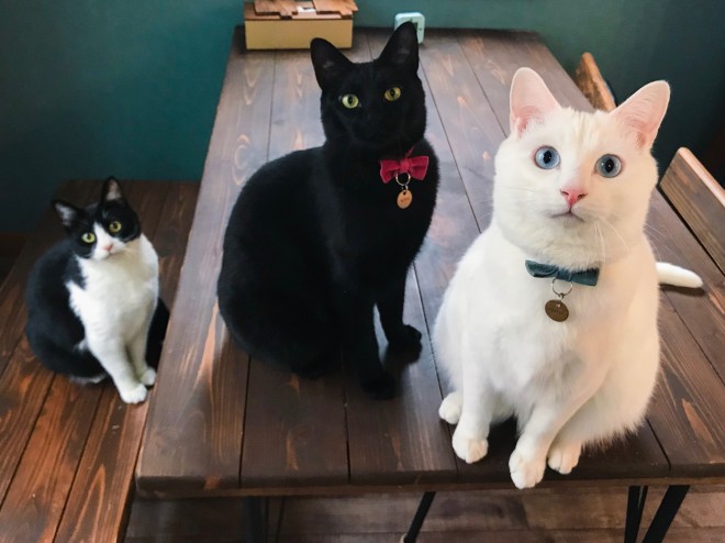 1˂̒j̎qɖYuvVb^[Lṽu񂽂̓