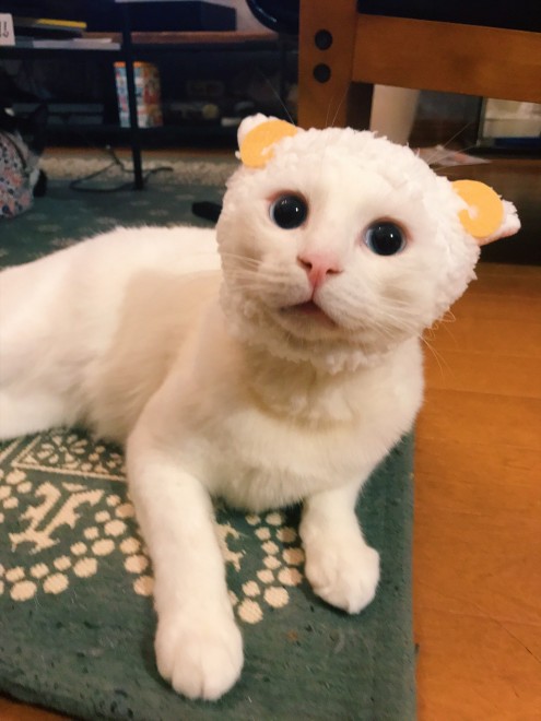 1˂̒j̎qɖYuvVb^[Lṽu񂽂̓