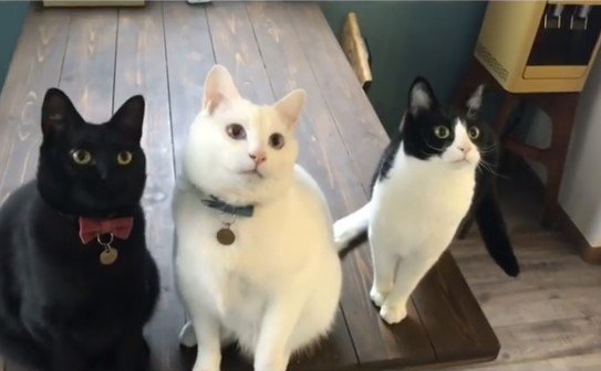 1˂̒j̎qɖYuvVb^[Lṽu񂽂̓