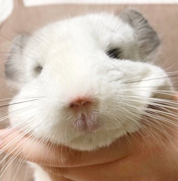 �t��������