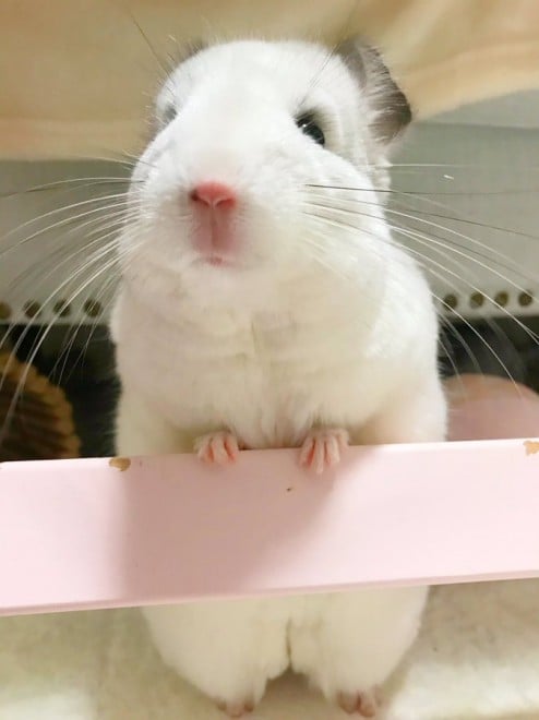 �t��������