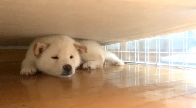 K҂ƁA\t@[ɉBĂ܂ lm̈ʂ