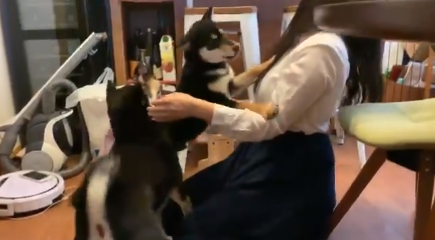 ŏIIɎČeqƗVł܂cƂB