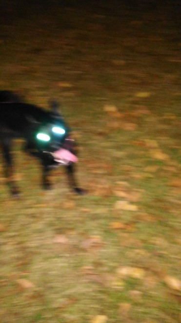 oCInU[hɏoĂc Twitter10ȏ̂˂Aт̎Uʐ^