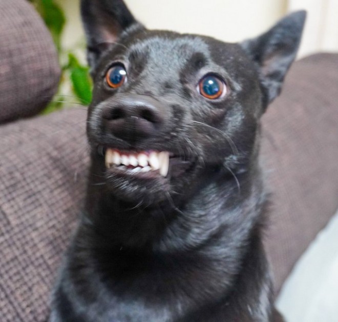 画像 写真 犬 ハートビームを繰り出す たびちゃん56枚目 Eltha エルザ