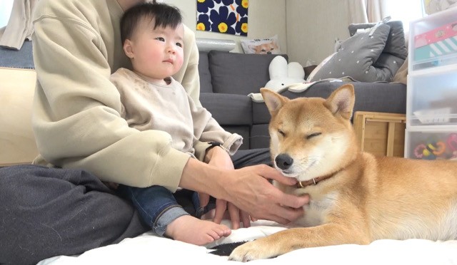 画像 写真 犬 娘さんを見守る柴犬兄さんが頼もしすぎた19枚目 Eltha エルザ