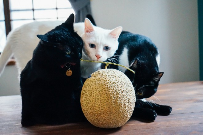 1˂̒j̎qɖYuƁALm[An`LO̓