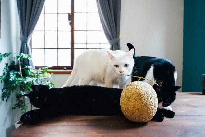 1˂̒j̎qɖYuƁALm[An`LO̓