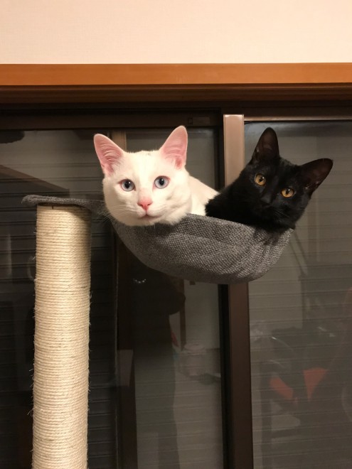 1˂̒j̎qɖYuƁALm[An`LO̓