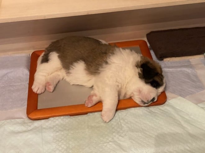 �����Ă���e��