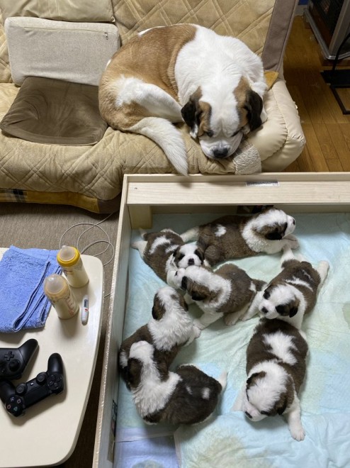 �ꌢ�f�C�W�[�Ǝe������