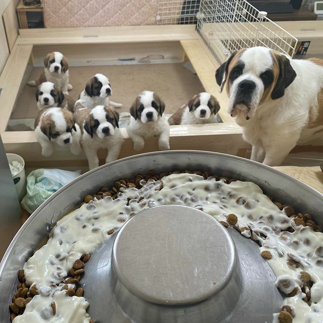 �Ƃ��ɁA�}�}�̃f�C�W�[�������������Ă��܂�