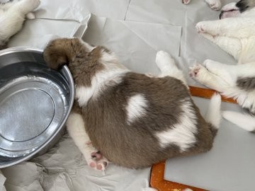 �Z���g�E�o�[�i�[�h7�C�̎e������ �h�^�o�^�ȓ���ɂق�����