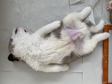 �ւ��V�|�[�Y�Ŗ���e��