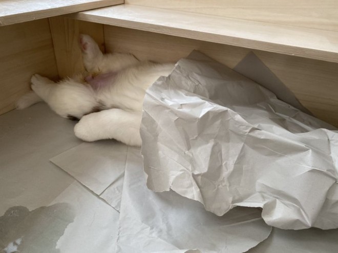 �Z���g�E�o�[�i�[�h7�C�̎e������ �h�^�o�^�ȓ���ɂق�����