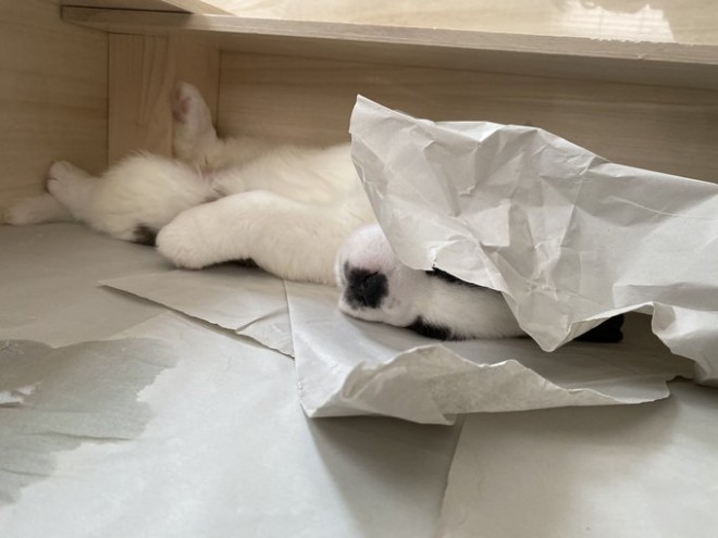 �Z���g�E�o�[�i�[�h7�C�̎e������ �h�^�o�^�ȓ���ɂق�����