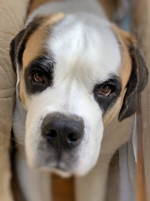 �h�b�O�J�t�F�̊Ŕ��ł�����f�C�W�[