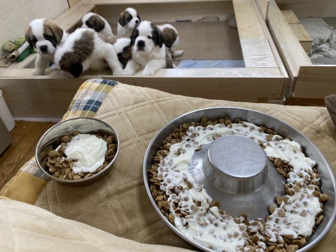 �Z���g�E�o�[�i�[�h7�C�̎e������ �h�^�o�^�ȓ���ɂق�����