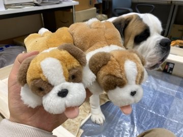 �l�`�ɂ��悭���Ă���