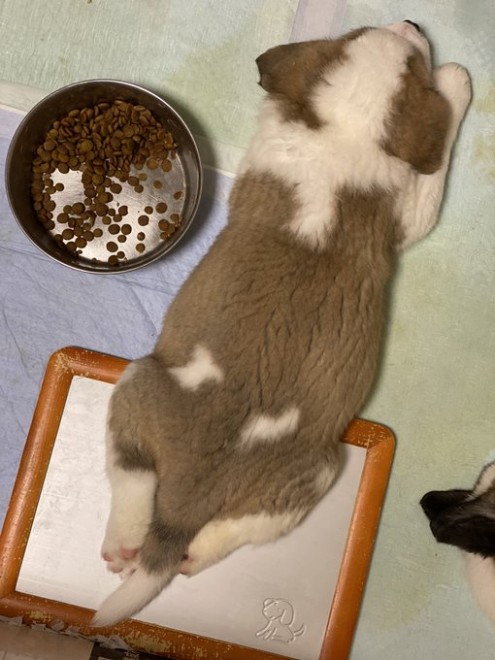 �Z���g�E�o�[�i�[�h7�C�̎e������ �h�^�o�^�ȓ���ɂق�����