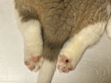 �ڂĂ��Ƃ�������