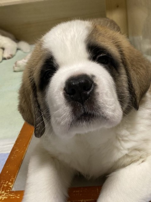 �Z���g�E�o�[�i�[�h7�C�̎e������ �h�^�o�^�ȓ���ɂق�����