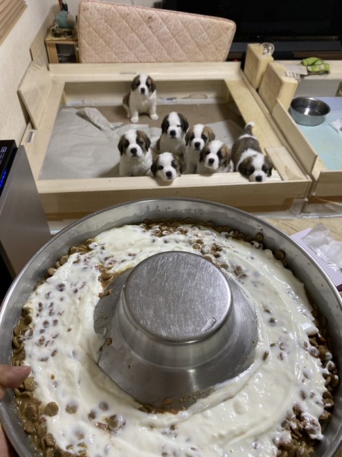 �Z���g�E�o�[�i�[�h7�C�̎e������ �h�^�o�^�ȓ���ɂق�����