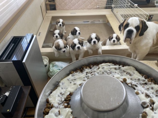 �Z���g�E�o�[�i�[�h7�C�̎e������ �h�^�o�^�ȓ���ɂق�����