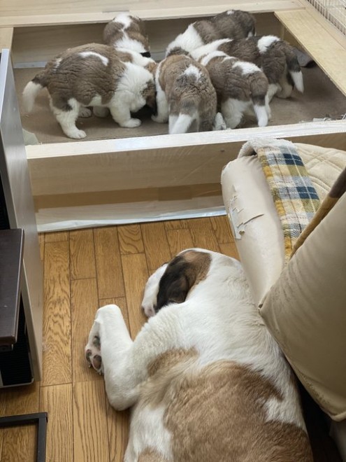 �Z���g�E�o�[�i�[�h7�C�̎e������ �h�^�o�^�ȓ���ɂق�����