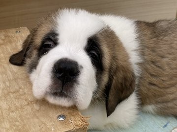 �Z���g�E�o�[�i�[�h7�C�̎e������ �h�^�o�^�ȓ���ɂق�����