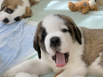 �Z���g�E�o�[�i�[�h7�C�̎e������ �h�^�o�^�ȓ���ɂق�����