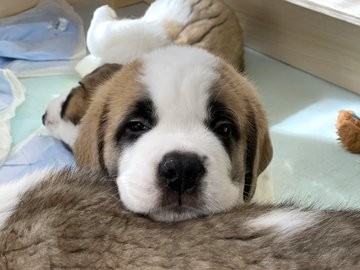 �Z���g�E�o�[�i�[�h7�C�̎e������ �h�^�o�^�ȓ���ɂق�����