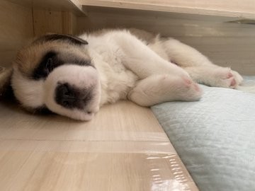 �Z���g�E�o�[�i�[�h7�C�̎e������ �h�^�o�^�ȓ���ɂق�����