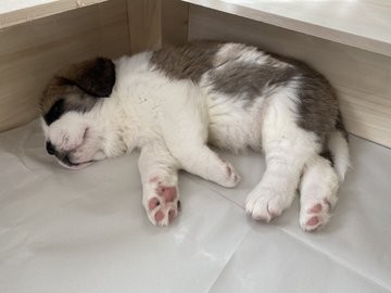 �Z���g�E�o�[�i�[�h7�C�̎e������ �h�^�o�^�ȓ���ɂق�����