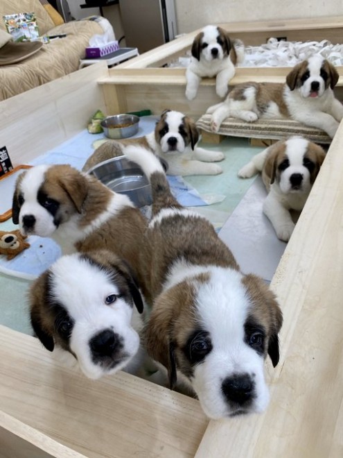 �Z���g�E�o�[�i�[�h7�C�̎e������ �h�^�o�^�ȓ���ɂق�����