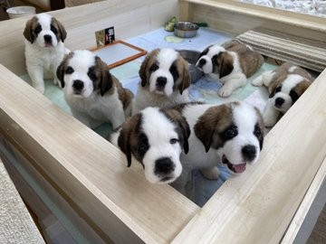 �Z���g�E�o�[�i�[�h7�C�̎e������ �h�^�o�^�ȓ���ɂق�����