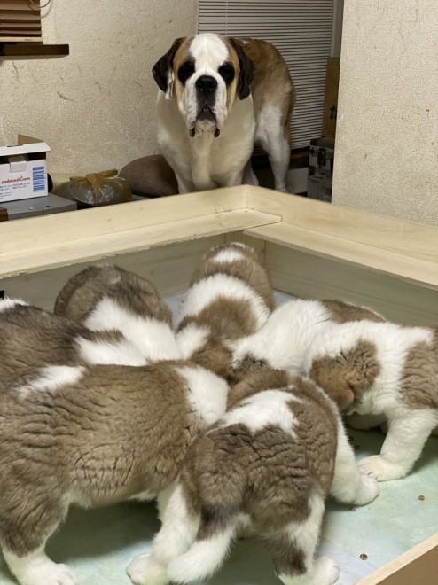 �}�}���f�C�W�[�������Ă��܂��A�e�������̐H�~