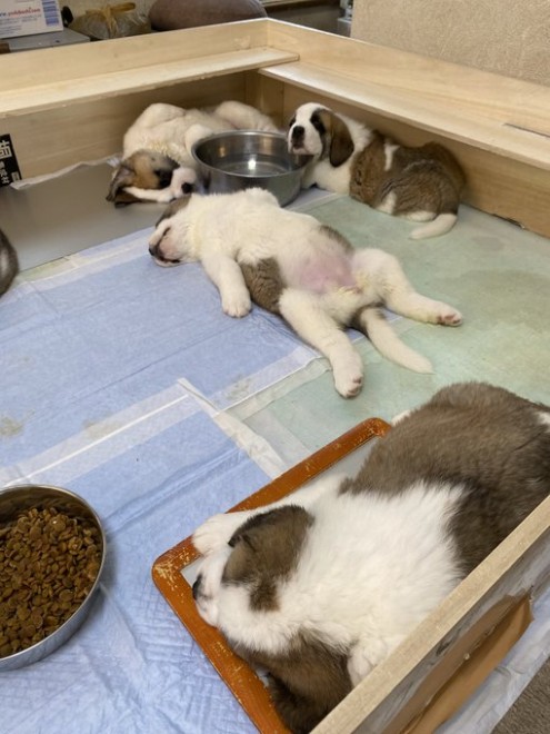 �Z���g�E�o�[�i�[�h7�C�̎e������ �h�^�o�^�ȓ���ɂق�����