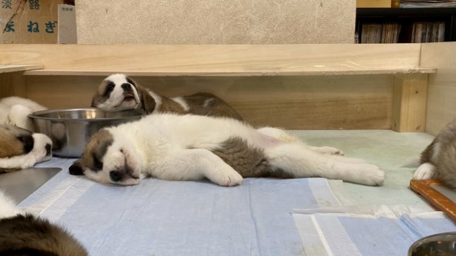 �Z���g�E�o�[�i�[�h7�C�̎e������ �h�^�o�^�ȓ���ɂق�����