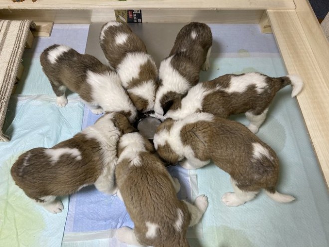 �Z���g�E�o�[�i�[�h7�C�̎e������ �h�^�o�^�ȓ���ɂق�����