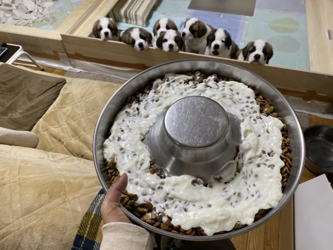 �Z���g�E�o�[�i�[�h7�C�̎e������ �h�^�o�^�ȓ���ɂق�����