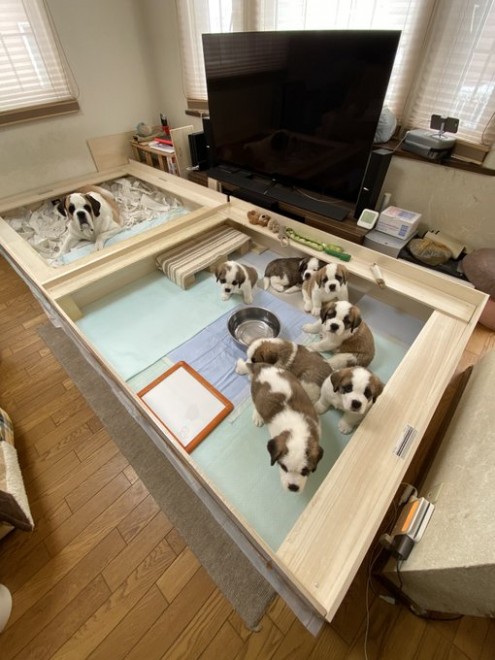 �Z���g�E�o�[�i�[�h7�C�̎e������ �h�^�o�^�ȓ���ɂق�����