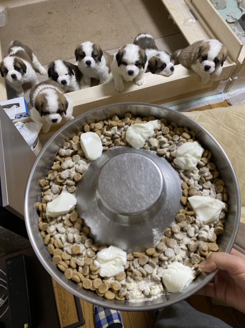 �Z���g�E�o�[�i�[�h7�C�̎e������ �h�^�o�^�ȓ���ɂق�����