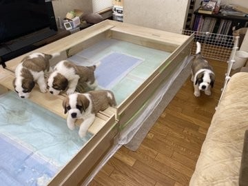 �Z���g�E�o�[�i�[�h7�C�̎e������ �h�^�o�^�ȓ���ɂق�����