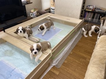 �Z���g�E�o�[�i�[�h7�C�̎e������ �h�^�o�^�ȓ���ɂق�����