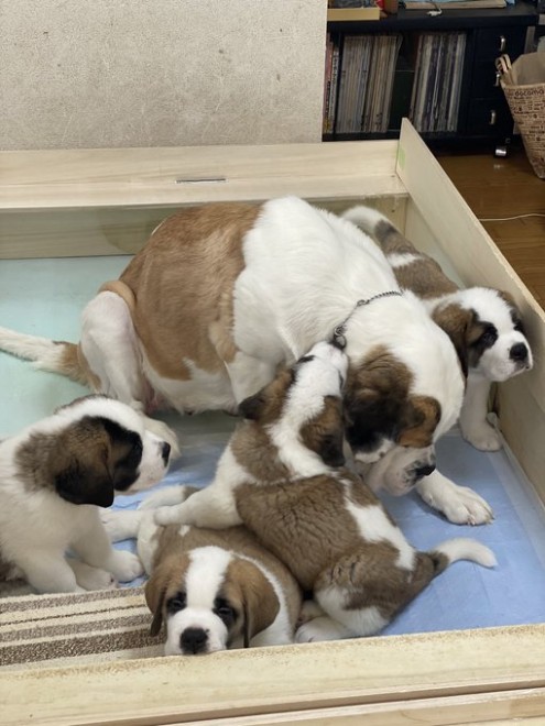 �Z���g�E�o�[�i�[�h7�C�̎e������ �h�^�o�^�ȓ���ɂق�����