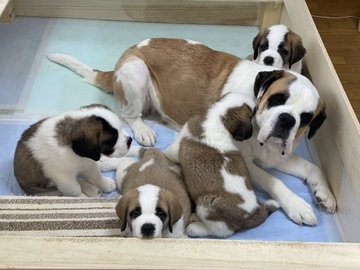 �Z���g�E�o�[�i�[�h7�C�̎e������ �h�^�o�^�ȓ���ɂق�����