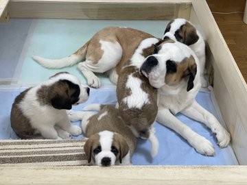 �Z���g�E�o�[�i�[�h7�C�̎e������ �h�^�o�^�ȓ���ɂق�����