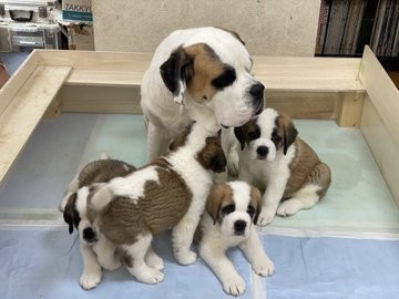 �Z���g�E�o�[�i�[�h7�C�̎e������ �h�^�o�^�ȓ���ɂق�����