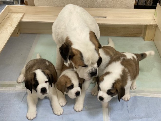 �Z���g�E�o�[�i�[�h7�C�̎e������ �h�^�o�^�ȓ���ɂق�����